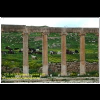 17733 08 073 Jerash Jordanien 2011.jpg